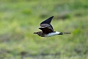 Collared Pratincole.20161119_DSC3415