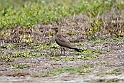 Collared Pratincole.20161120_DSC3780