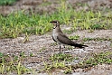 Collared Pratincole.20161120_DSC3793