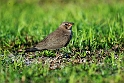 Collared pratincole.20161121_DSC4225