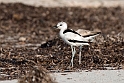 Crab Plover,20161120_DSC3677