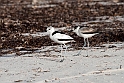 Crab Plover.20161120_DSC3658