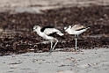 Crab Plover.20161120_DSC3672