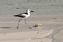 Crab Plover.20161120_DSC3917