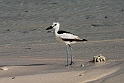 Crab plover_20161120.DSC3926