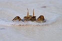 Crab.20161122_DSC4369