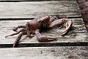 Crab.20161128_6422