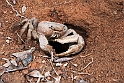 Crab.20161128_6424