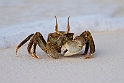 Crab.21061122._DSC4364