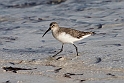 Curlew Sandpiper.20161120_DSC3977