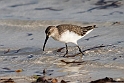 Curlew Sandpiper.20161120_DSC3983