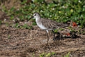 Curlew Sandpipir.20161122_DSC4285