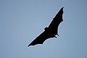 Flying Fox.20161127_6473