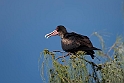 Great Frigatebird_20161120.DSC3746