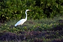 Great egret.21061122_DSC4235