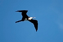 Greater Frigatebird.20161119_DSC3521