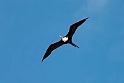 Greater Frigatebird.20161123_DSC4383