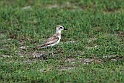 Greater Sand Plover.20161119_DSC3398