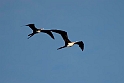 Greater and Lesser Frigatebird.20161119_DSC3604