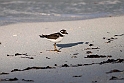 Greater ringed plover.20161121_DSC4132