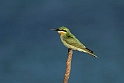 Green Beeater.2161123_DSC4428