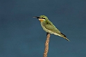 Green Beeater_20161123DSC4429
