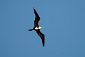 Lesser Frigatebird.20161119_DSC3612