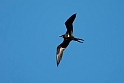 Lesser Frigatebird.20161120_DSC4073