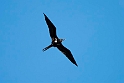 Lesser Frigatebird.20161120_DSC4086
