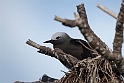Lesser Noddy_20151123DSC4557
