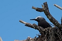 Lesser Noddy_20161123DSC4577