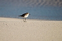 Lesser sand plover.20161123_DSC4386