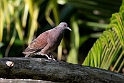 Madagascar Turtle-dove.20161121_DSC4114
