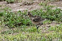Pacific Golden Plover.20161119_DSC3326