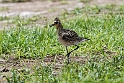 Pacific Golden Plover.20161119_DSC3349