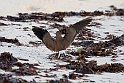 Pratincole.20161120_DSC3645