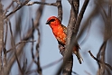 Red Fody_DSC4301