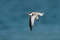 Saunders Little Tern.20161120_DSC3709