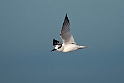 Saunders Little Tern.20161123_DSC4410