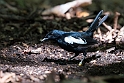 Seychelles Magpie Robin.20161128_6352