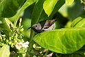 Seyscelles sunbird.20161121_DSC4116