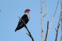 Seyschelles Blue Pigeon.20161119_DSC3490