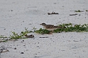 Short-toed lark.20161119_DSC3618