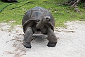 Skildpadde Curieuse Island.20161128_6419