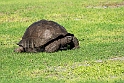 Skildpadde.20161119_DSC3386