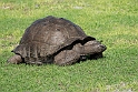 Skildpadde.20161119_DSC3387