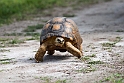 Skildpadde.20161120_DSC3759