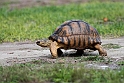Skildpadde.20161120_DSC3767