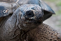 Skildpadde21061122_DSC4245