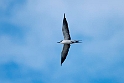 Sooty Tern.20161119_DSC3448